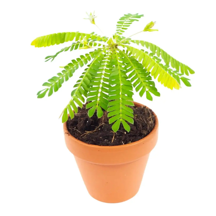 Biophytum sensitivum potted houseplant in nursery pot on white background, product photo 2.