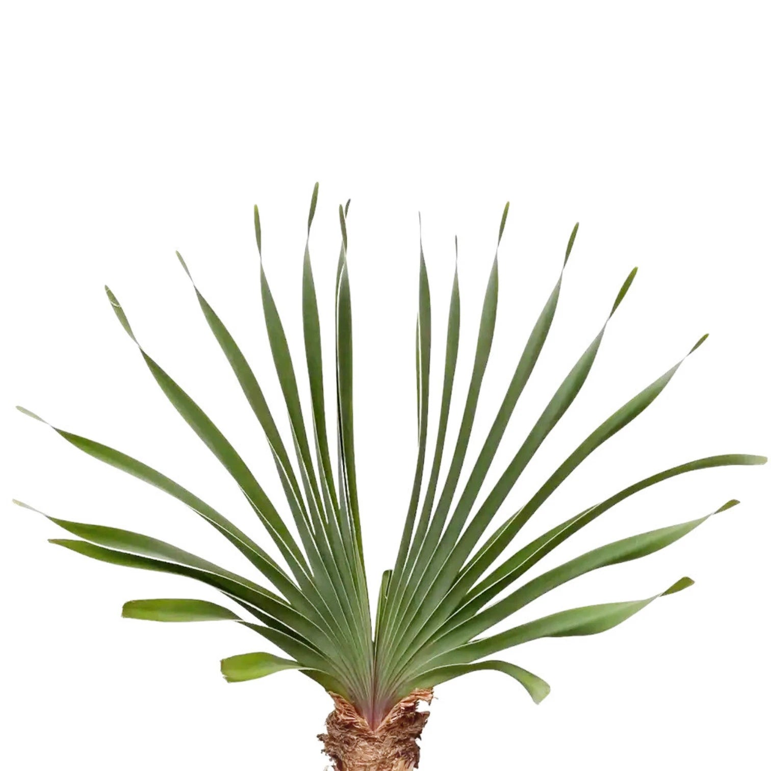 Boophone disticha – Blattdetail vor weißem Hintergrund..