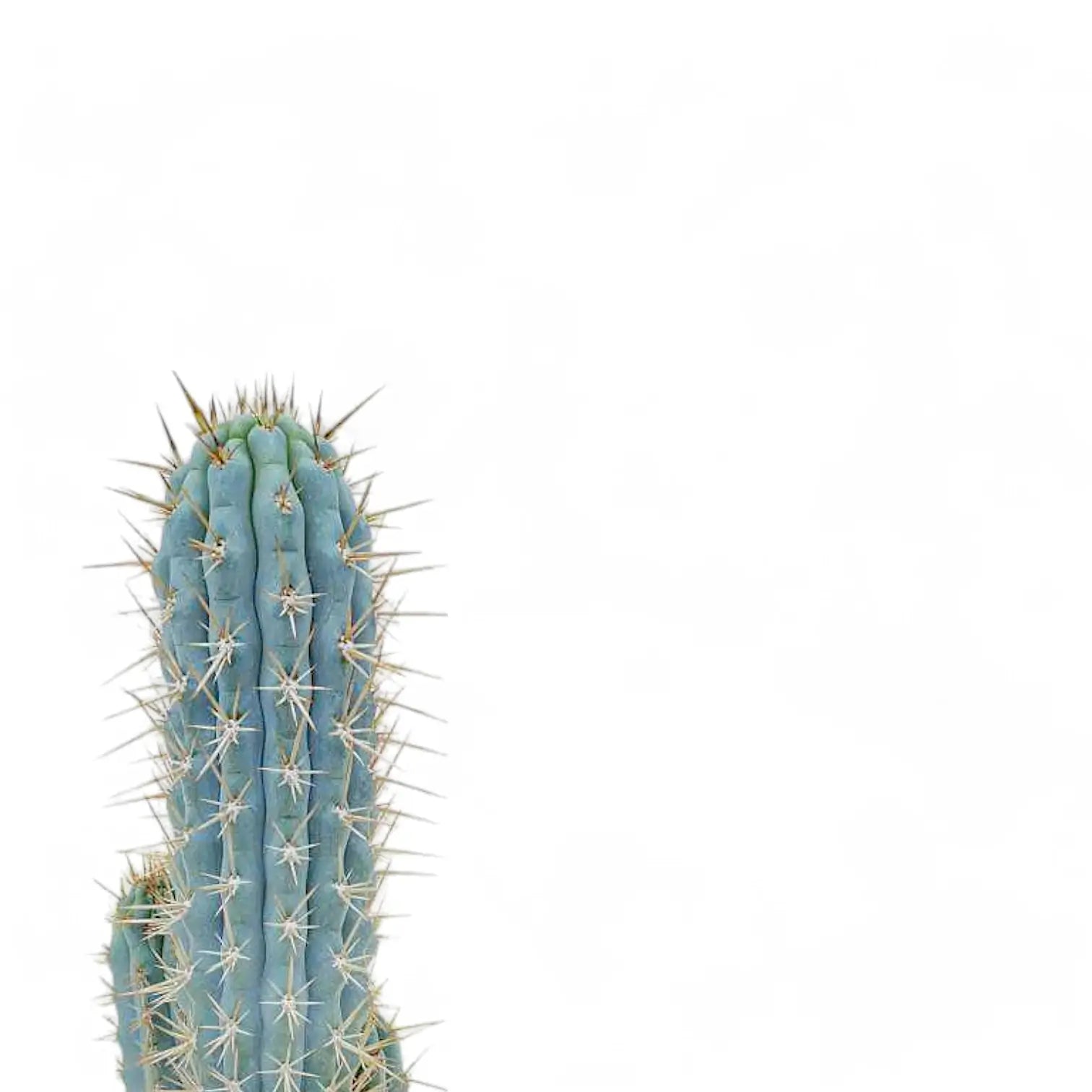 Browningia hertlingiana Zimmerpflanze im Anzuchttopf vor weiĂźem Hintergrund, Produktfoto 6.