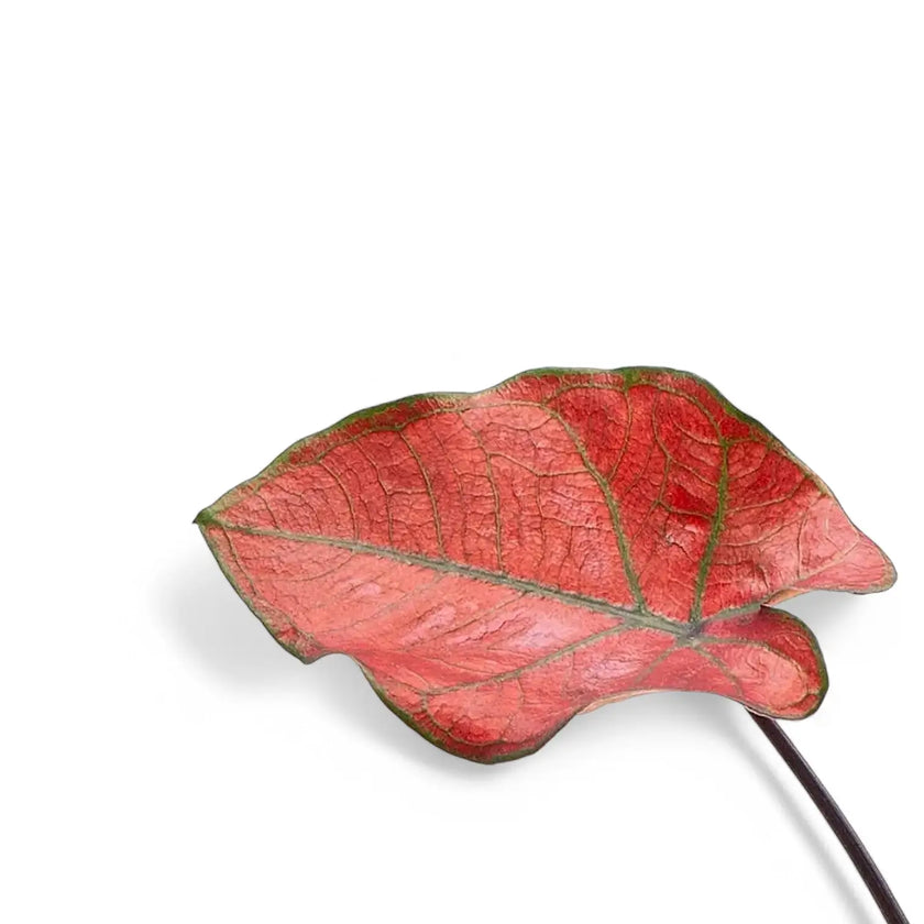 Caladium bicolor 'Valentina' â Blattdetail vor weiĂem Hintergrund..