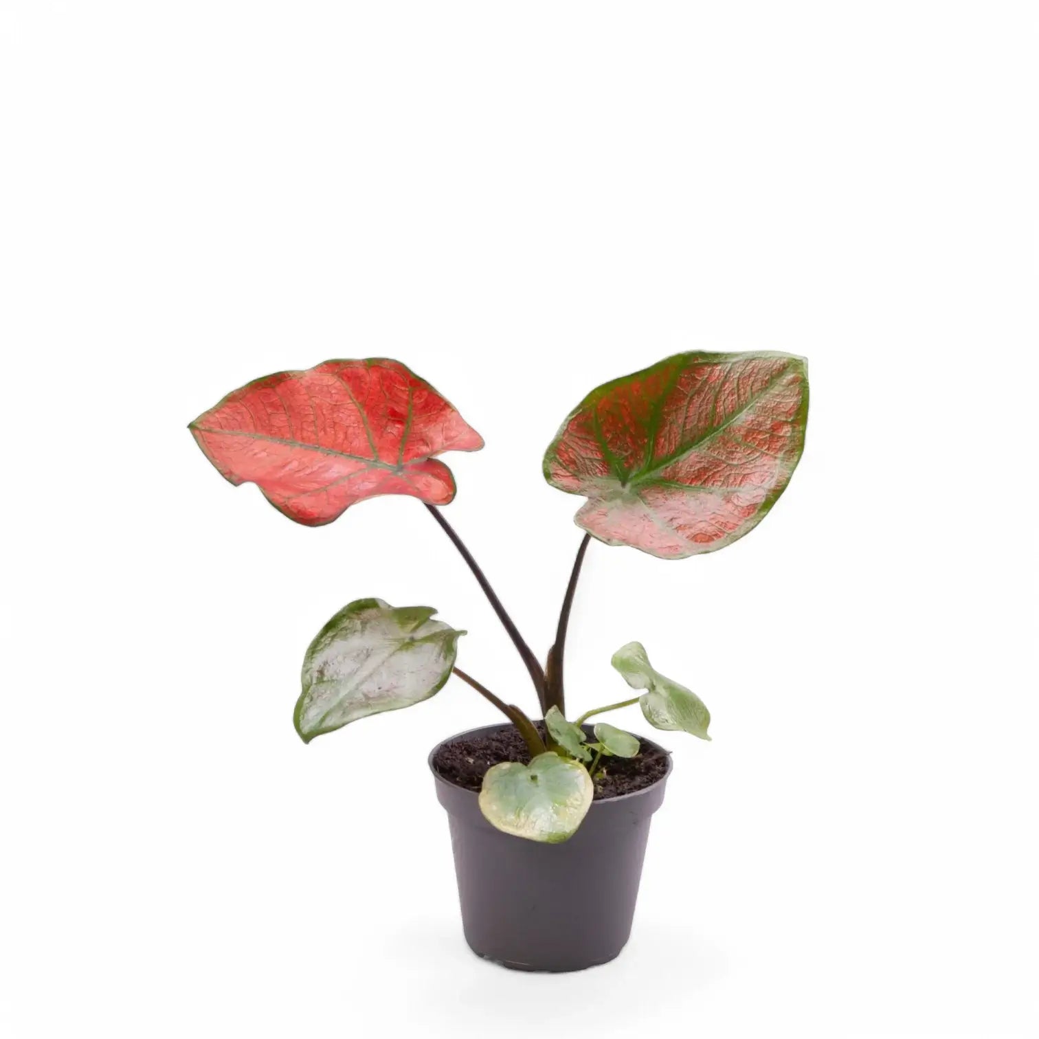 Caladium bicolor 'Valentina' Zimmerpflanze im Anzuchttopf vor weiĂźem Hintergrund, Produktfoto 2.