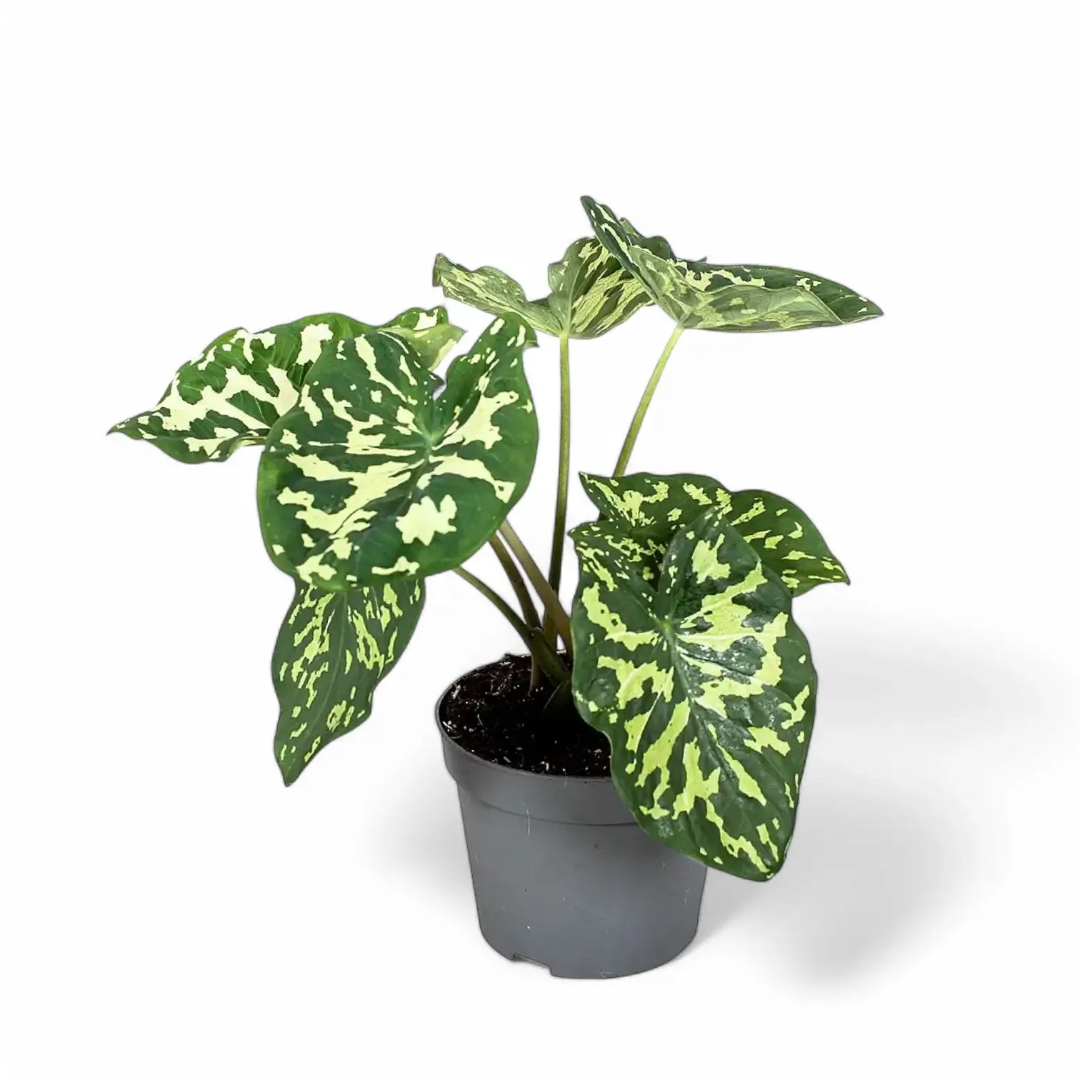Caladium praetermissum ‘Hilo Beauty’ potted houseplant in nursery pot on white background, product photo 2.