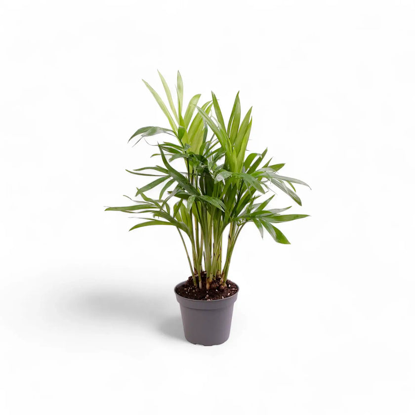 Chamaedorea elegans potted houseplant in nursery pot on white background, product photo 5.