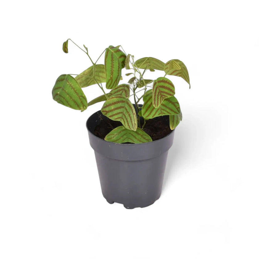 Christia obcordata potted houseplant in nursery pot on white background, product photo 2.
