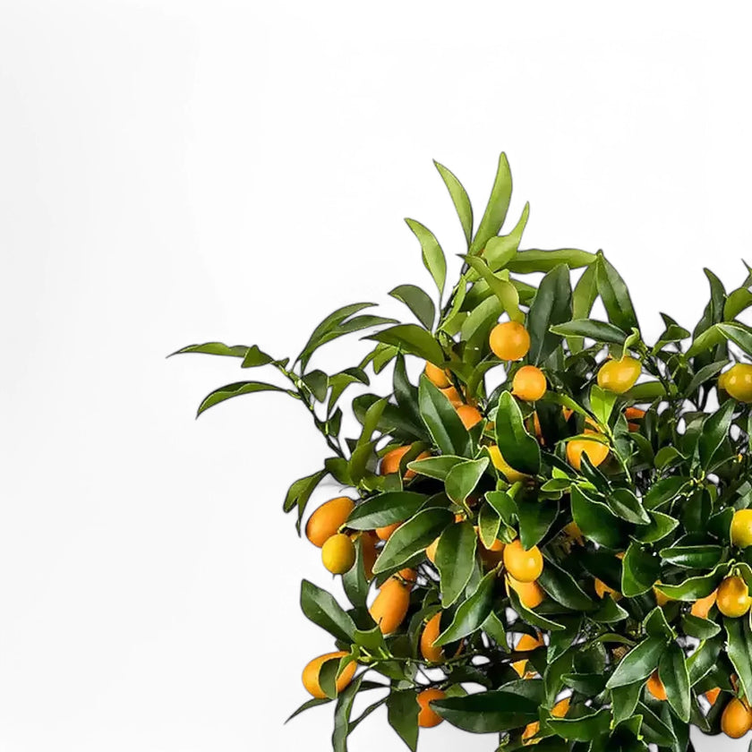 Citrus × microcarpa 'Calamondin' leaf close-up on white background.