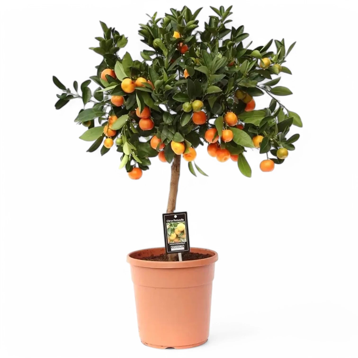 Citrus Ă— microcarpa 'Calamondin' potted houseplant in nursery pot on white background, product photo 4.