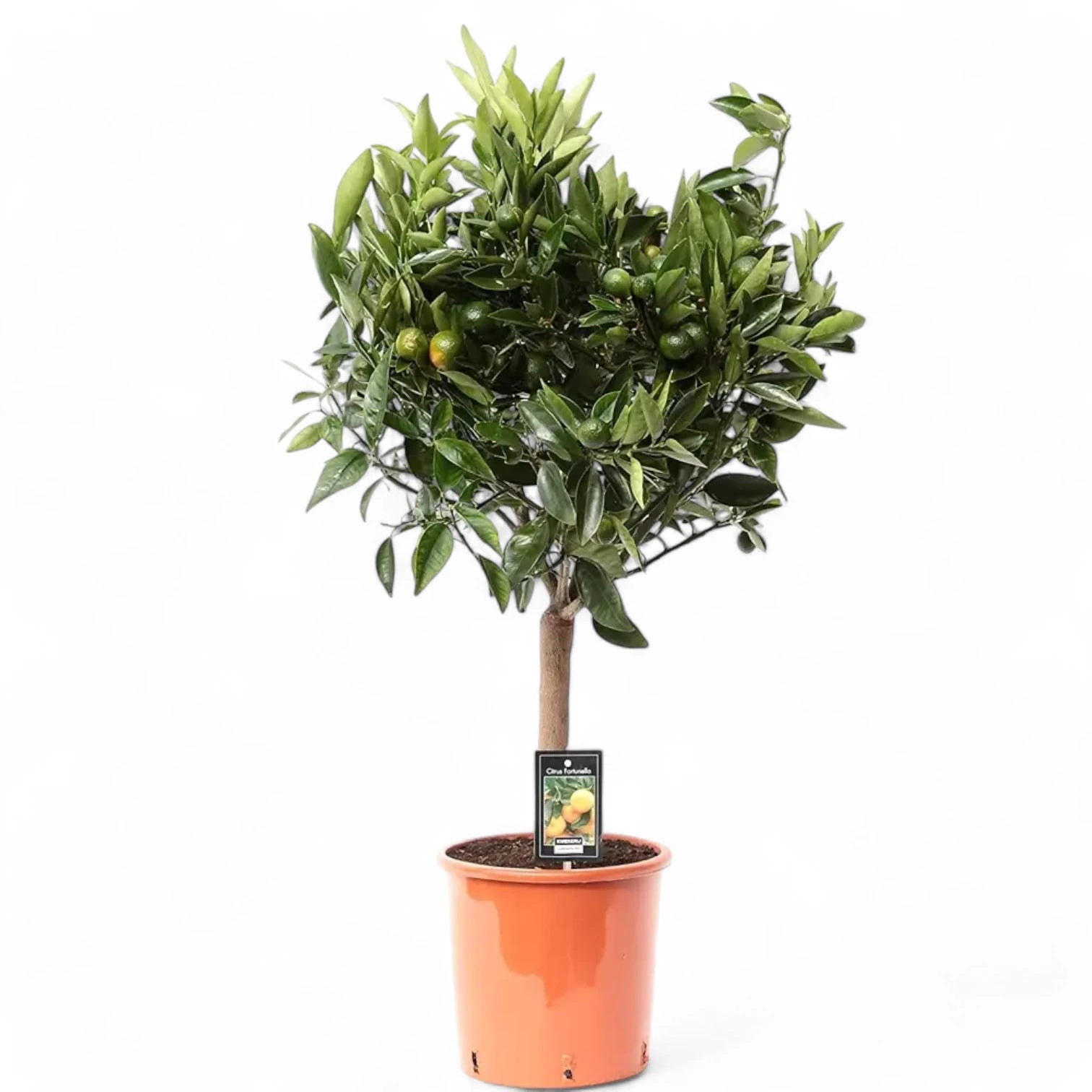Citrus Ă— microcarpa 'Calamondin' potted houseplant in nursery pot on white background, product photo 5.