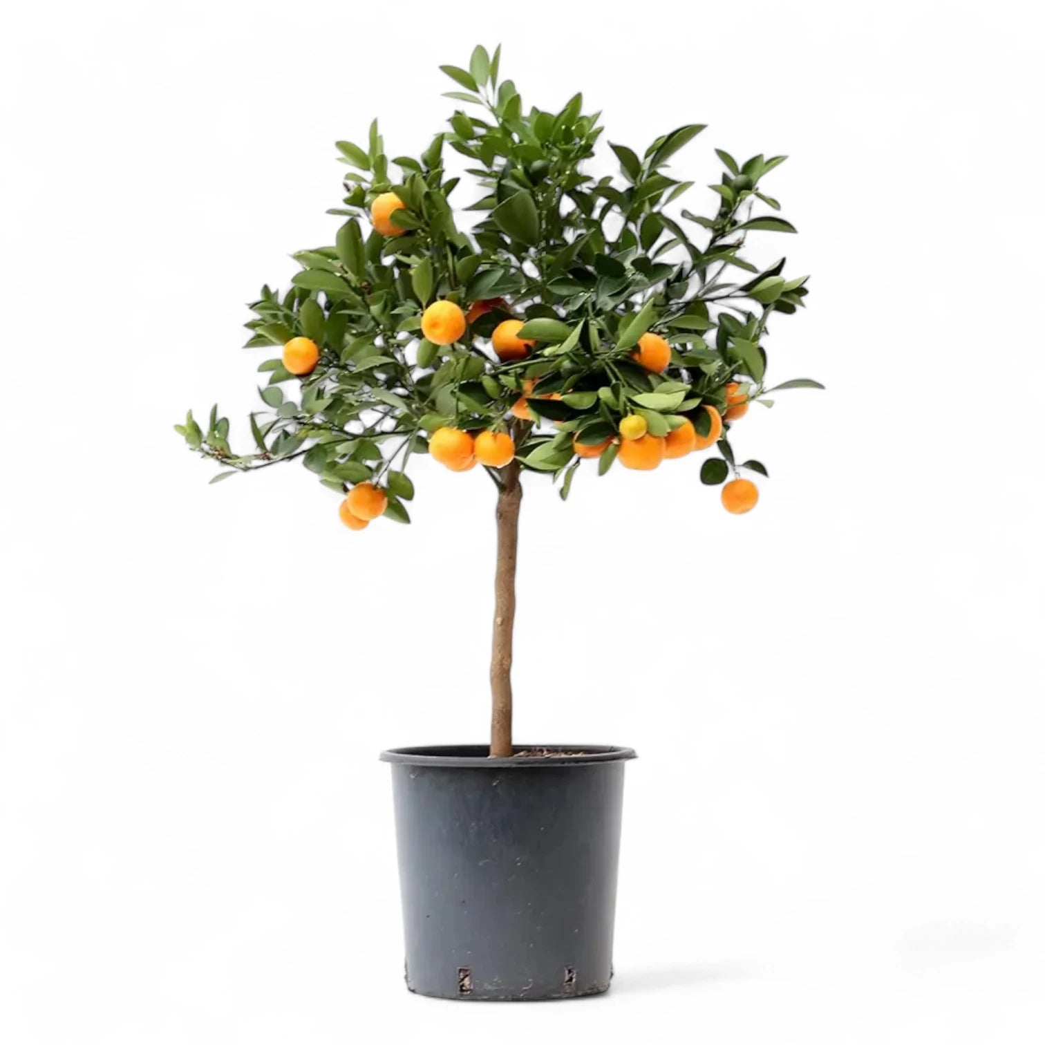 Citrus Ă— microcarpa 'Calamondin' potted houseplant in nursery pot on white background, product photo 6.