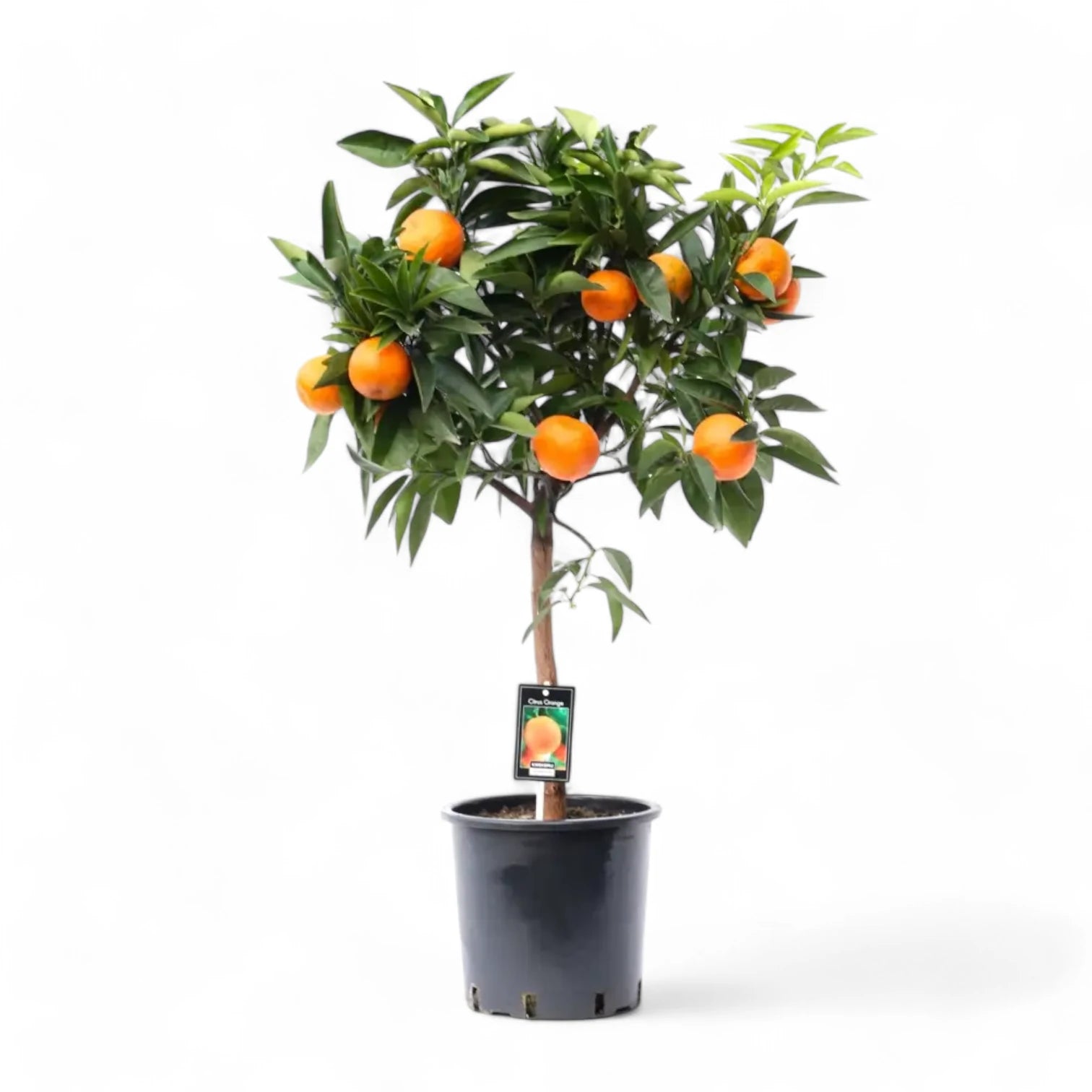 Citrus × sinensis 'Orange' Zimmerpflanze im Anzuchttopf vor weißem Hintergrund, Produktfoto 3.