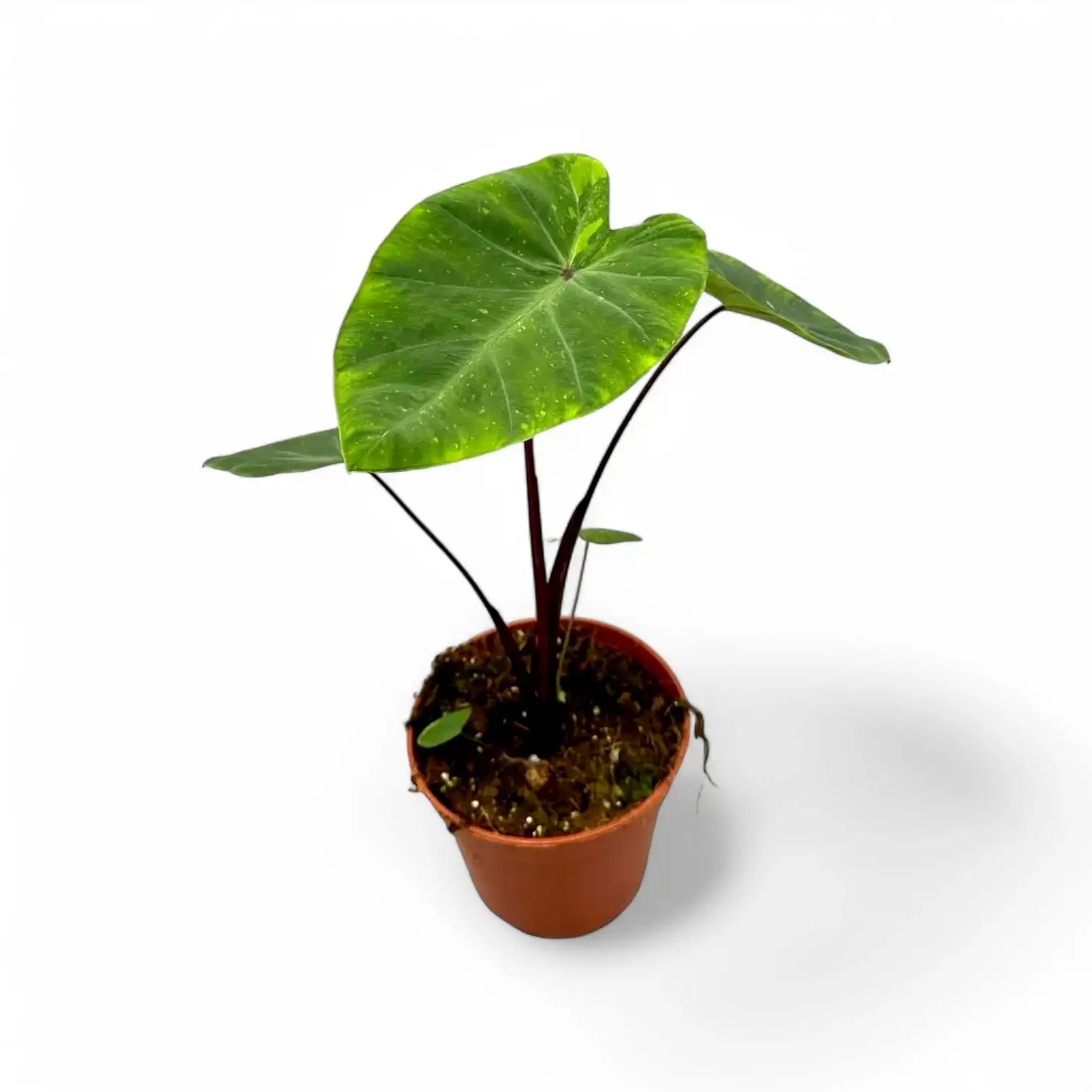 Colocasia esculenta 'Lemon Lime Gecko' potted houseplant in nursery pot on white background, product photo 2.