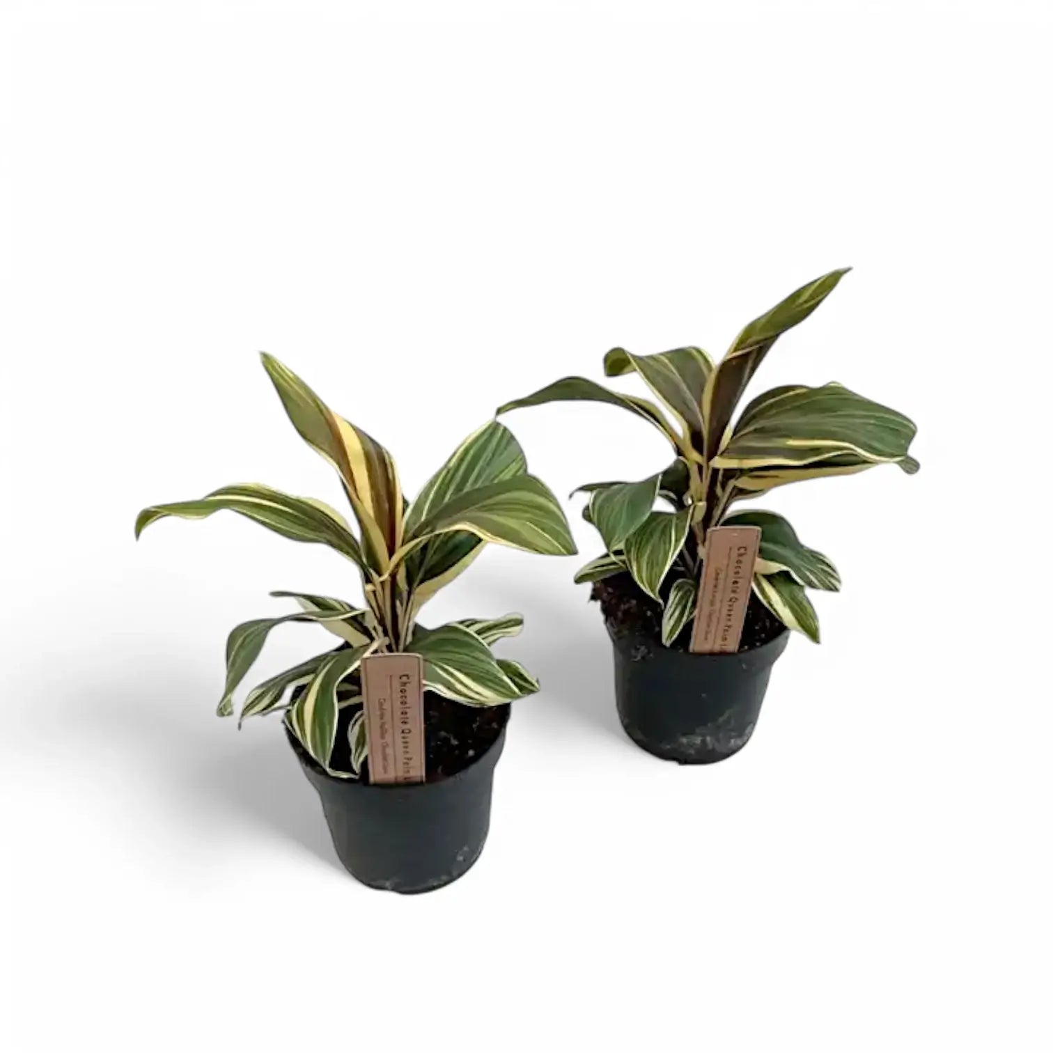 Cordyline fruticosa 'Chocolate Queen' potted houseplant in nursery pot on white background, product photo 2.
