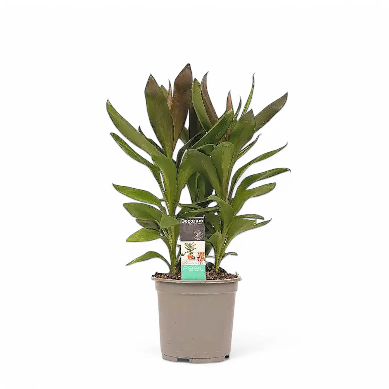 Cordyline fruticosa 'Glauca' potted houseplant in nursery pot on white background, product photo 4.