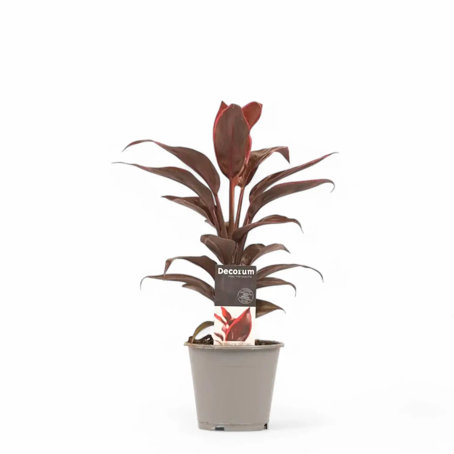 Cordyline fruticosa 'Mambo' potted houseplant in nursery pot on white background, product photo 4.