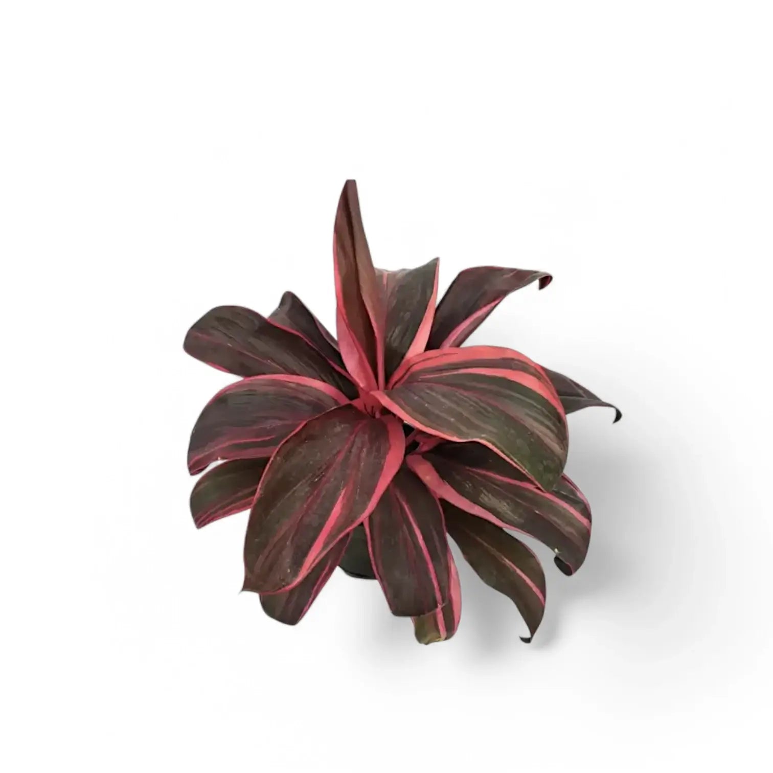 Cordyline fruticosa 'Pink Champion' potted houseplant in nursery pot on white background, product photo 2.