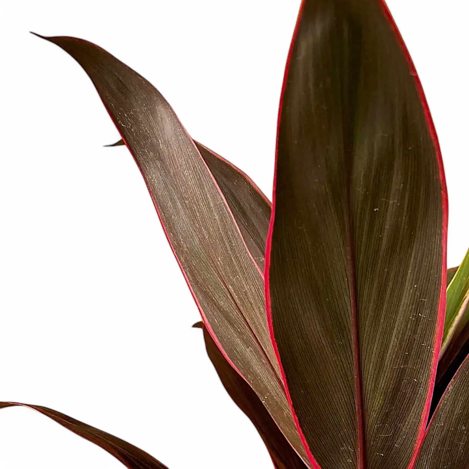 Cordyline fruticosa 'Rumba' – Blattdetail vor weißem Hintergrund..