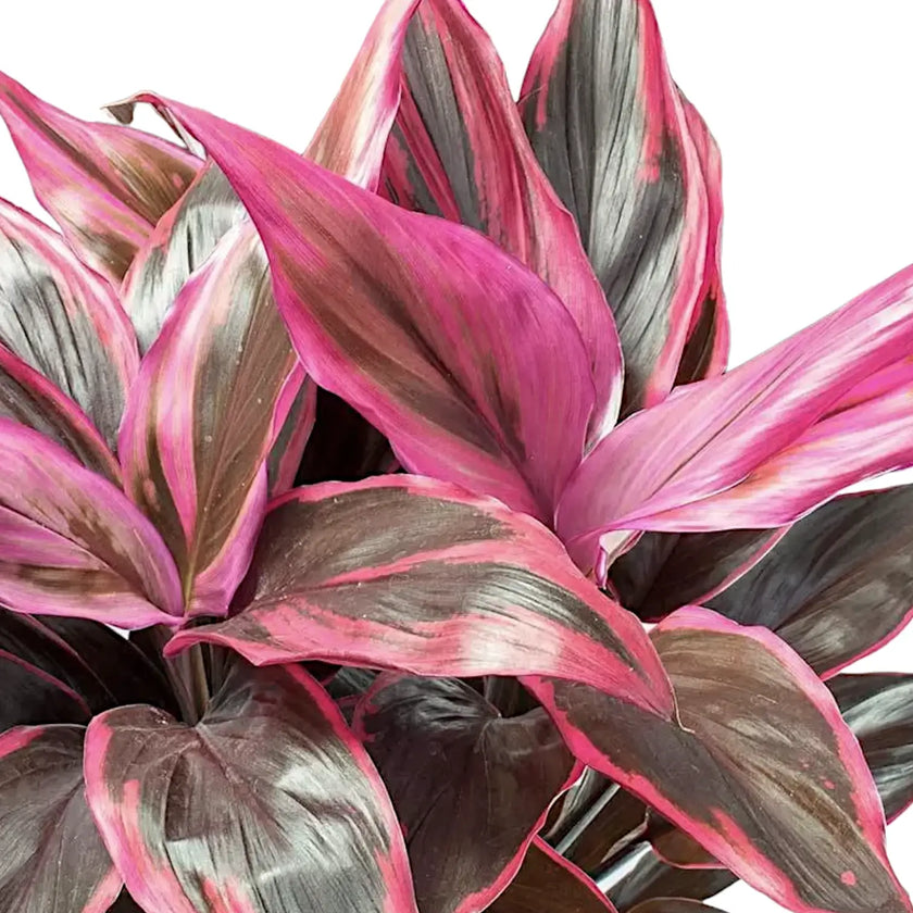 Cordyline fruticosa 'Tango' â Blattdetail vor weiĂem Hintergrund..