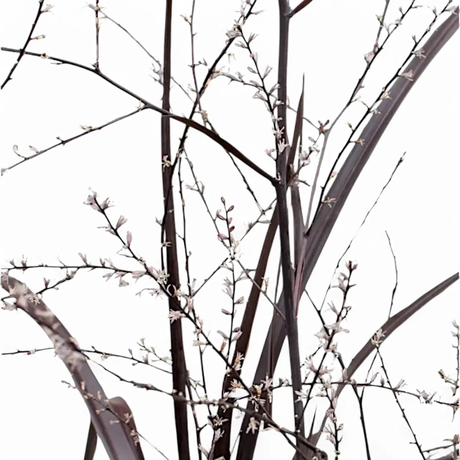 Cordyline x 'Festival Burgundy' leaf close-up on white background.