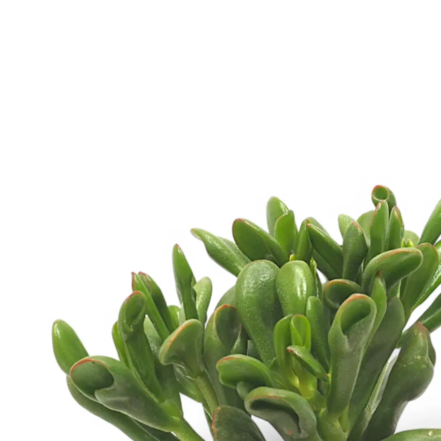 Crassula ovata 'Horn Tree' – Blattdetail vor weißem Hintergrund..