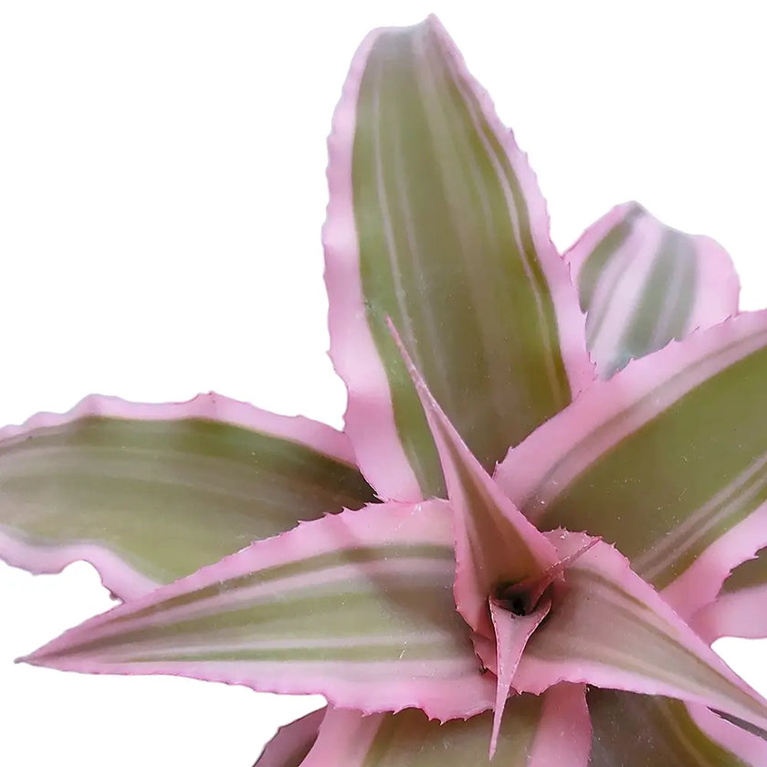 Cryptanthus bivittatus 'Pink Star' leaf close-up on white background.