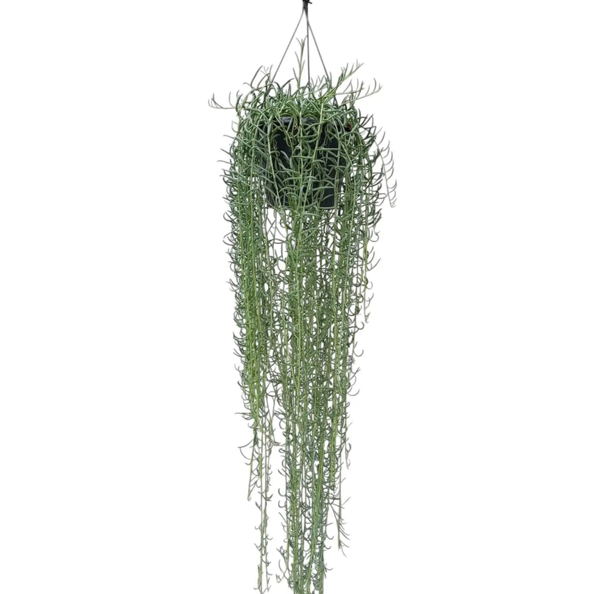 Curio radicans 'Blue Pickle' potted houseplant in nursery pot on white background, product photo 2.