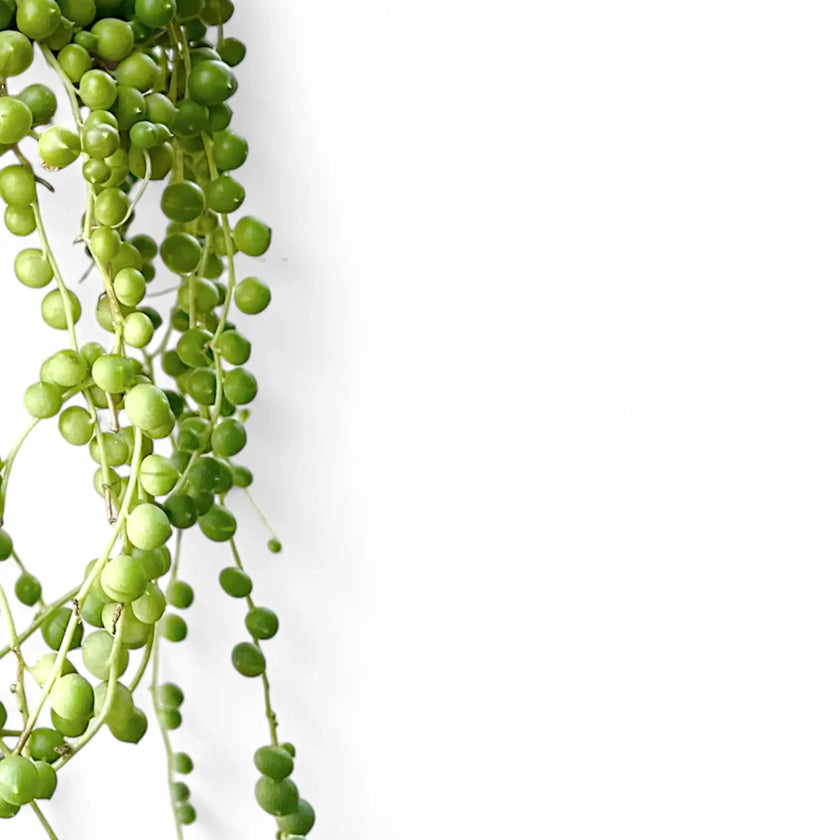 Curio rowleyanus leaf close-up on white background.