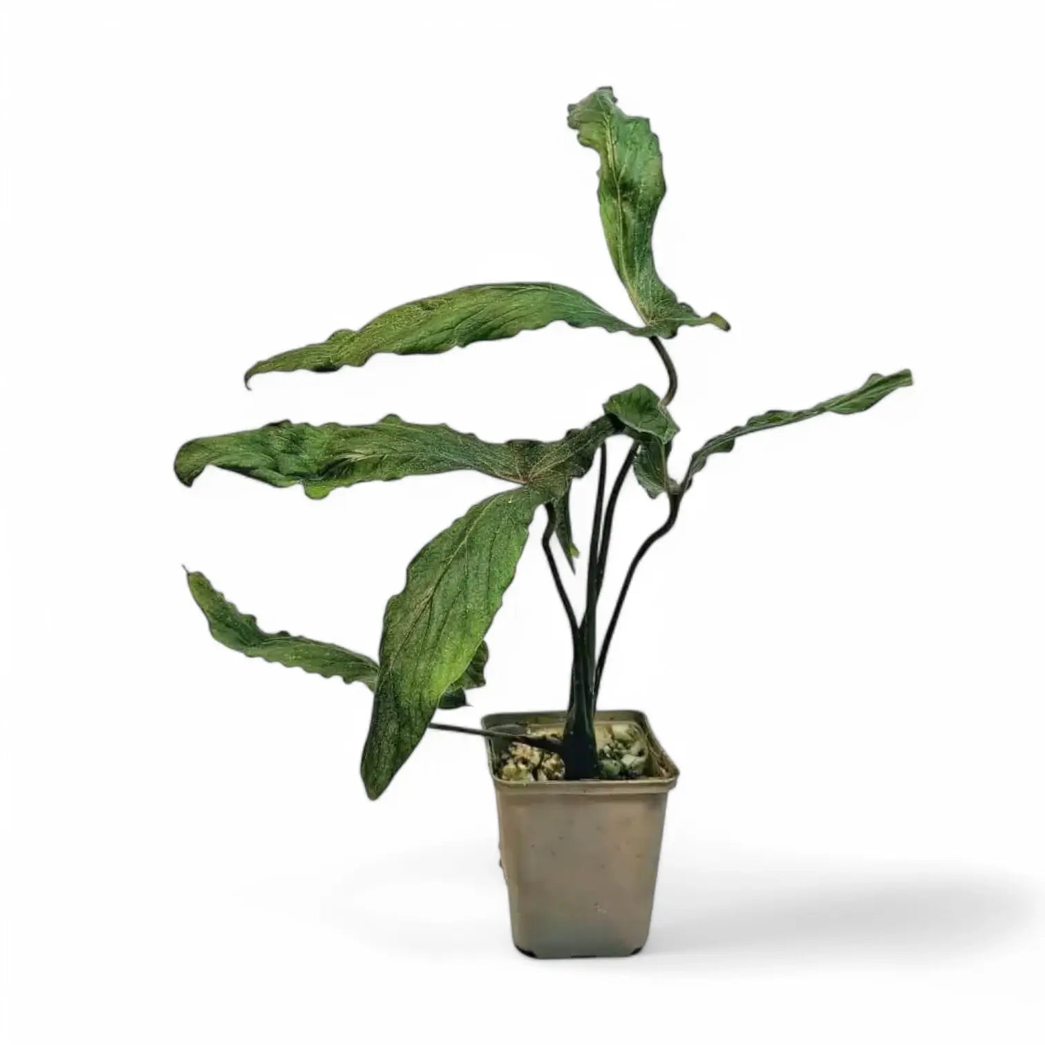 Cyrtosperma beccarianum potted houseplant in nursery pot on white background, product photo 2.