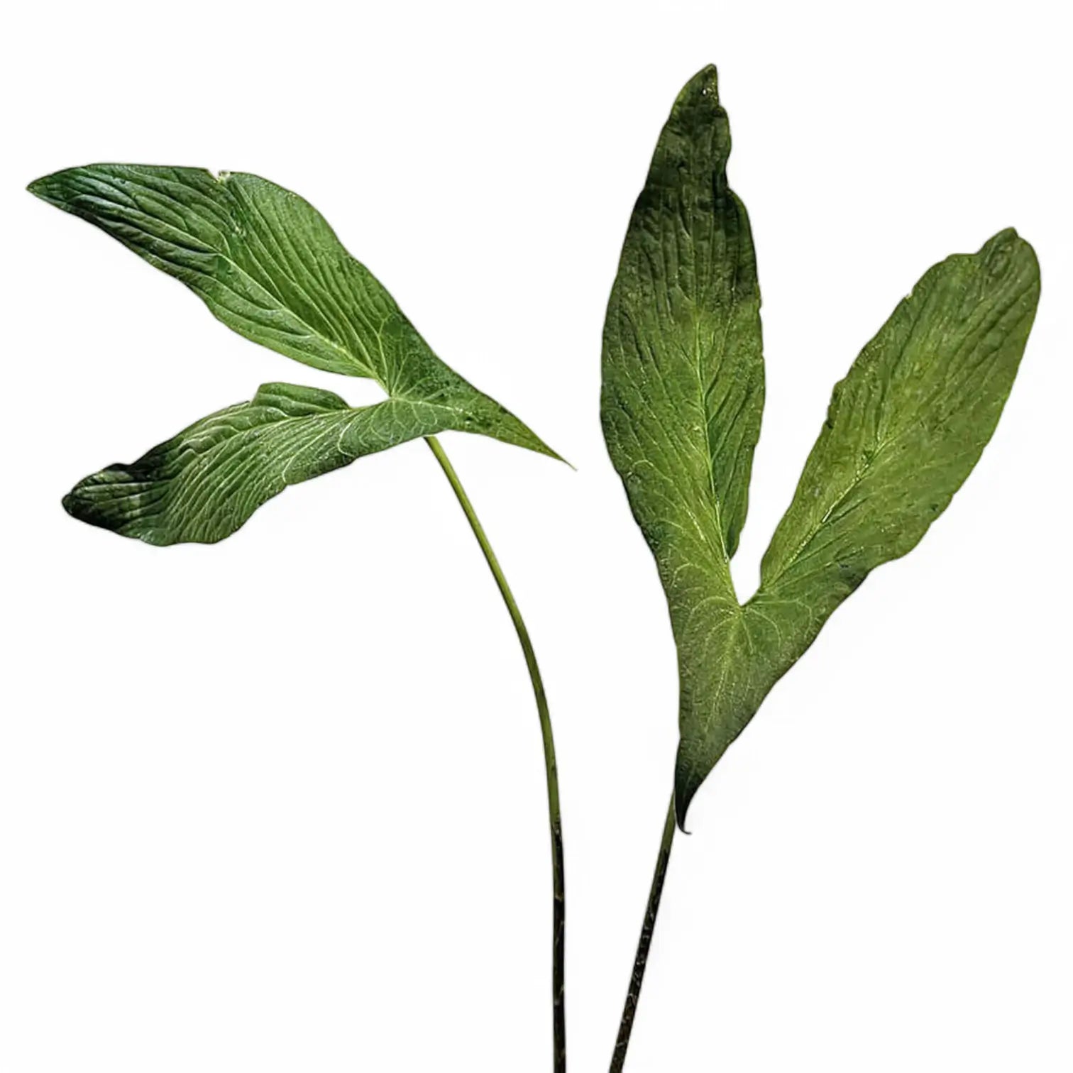 Cyrtosperma hambalii Zimmerpflanze im Anzuchttopf vor weißem Hintergrund, Produktfoto 2.