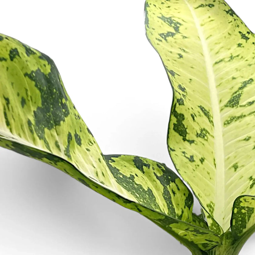 Dieffenbachia seguine 'Banana' leaf close-up on white background.