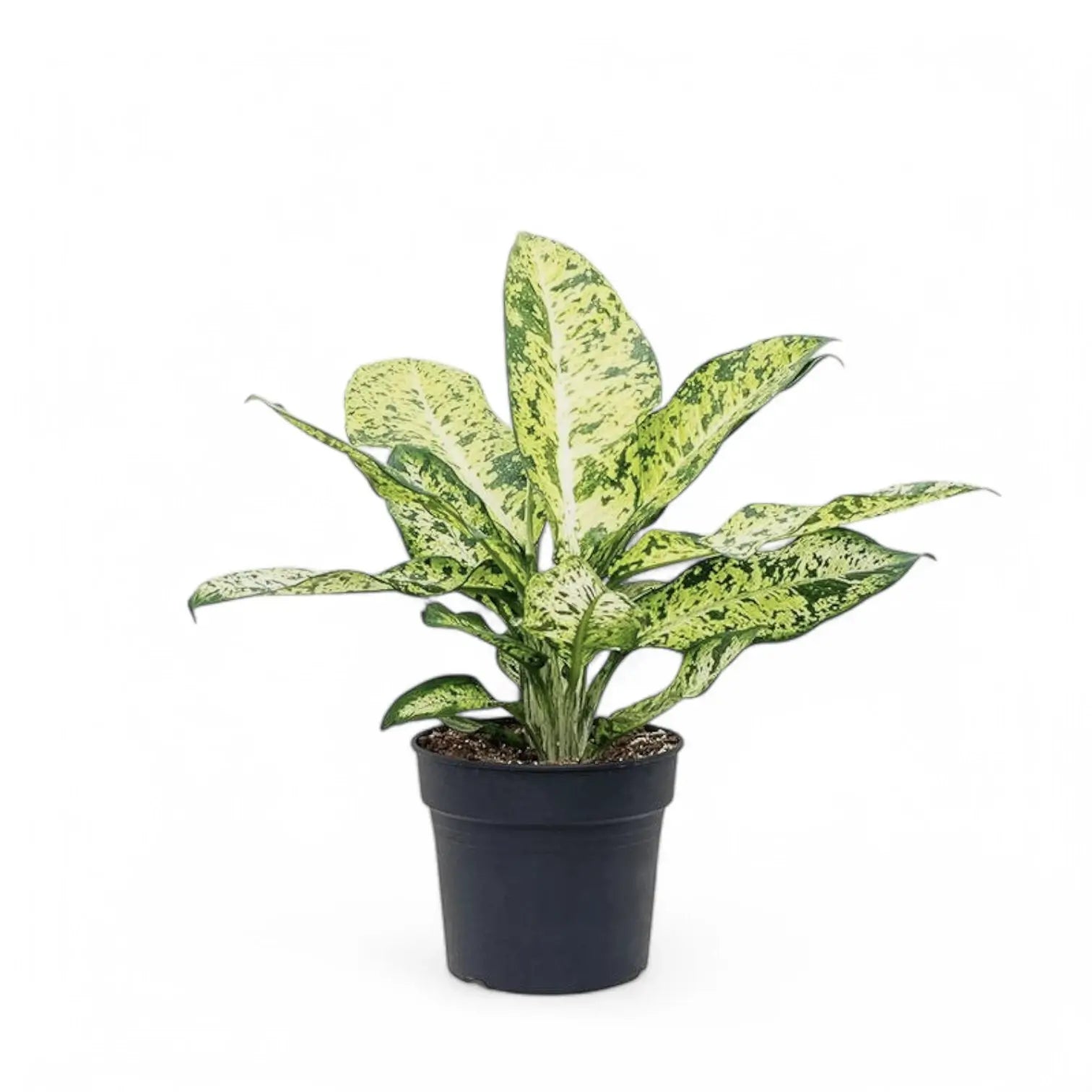 Dieffenbachia seguine 'Banana' potted houseplant in nursery pot on white background, product photo 2.