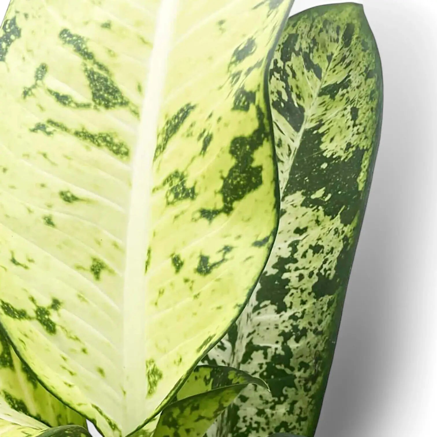 Dieffenbachia seguine 'Banana' potted houseplant in nursery pot on white background, product photo 3.