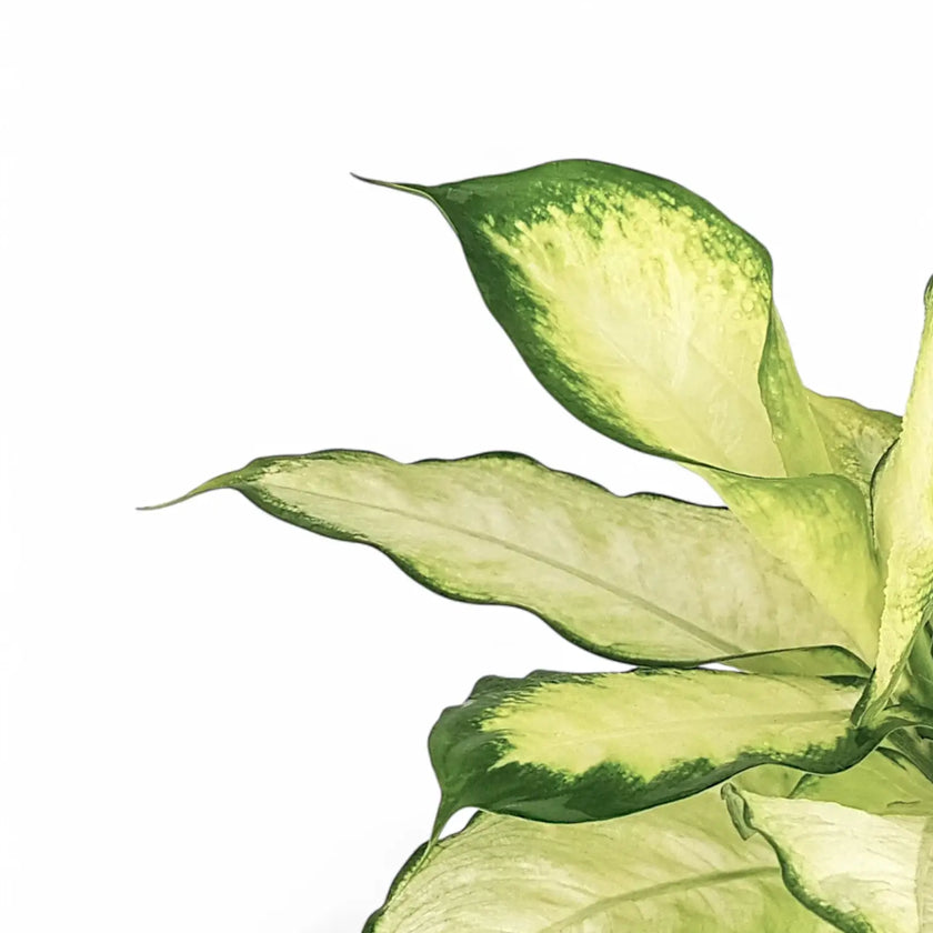 Dieffenbachia seguine 'Camilla' – Blattdetail vor weißem Hintergrund..