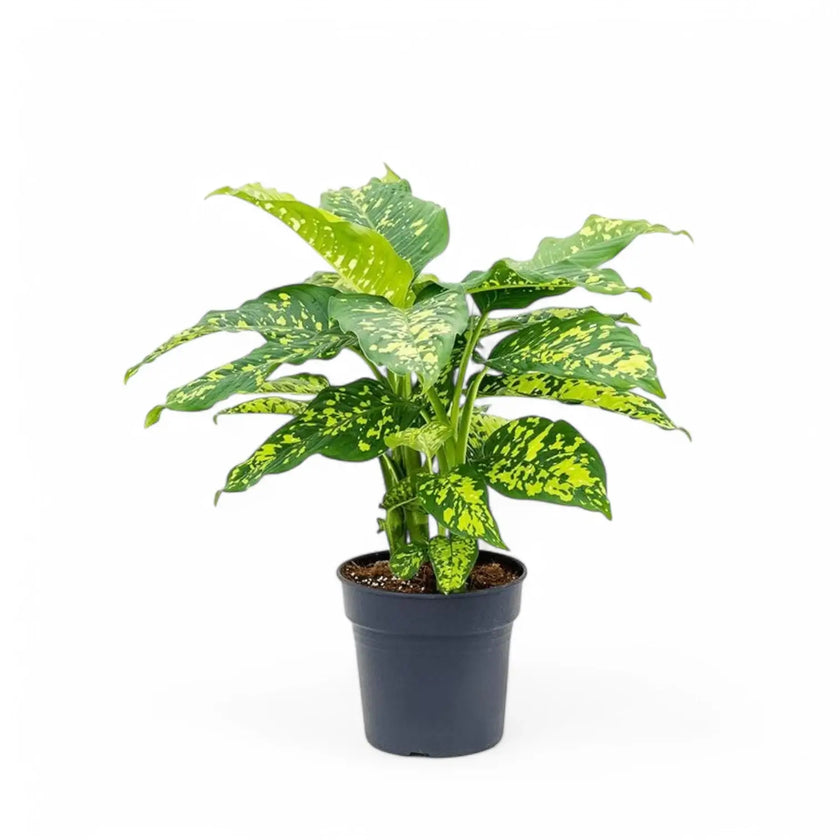 Dieffenbachia seguine 'Cheetah' potted houseplant in nursery pot on white background, product photo 2.