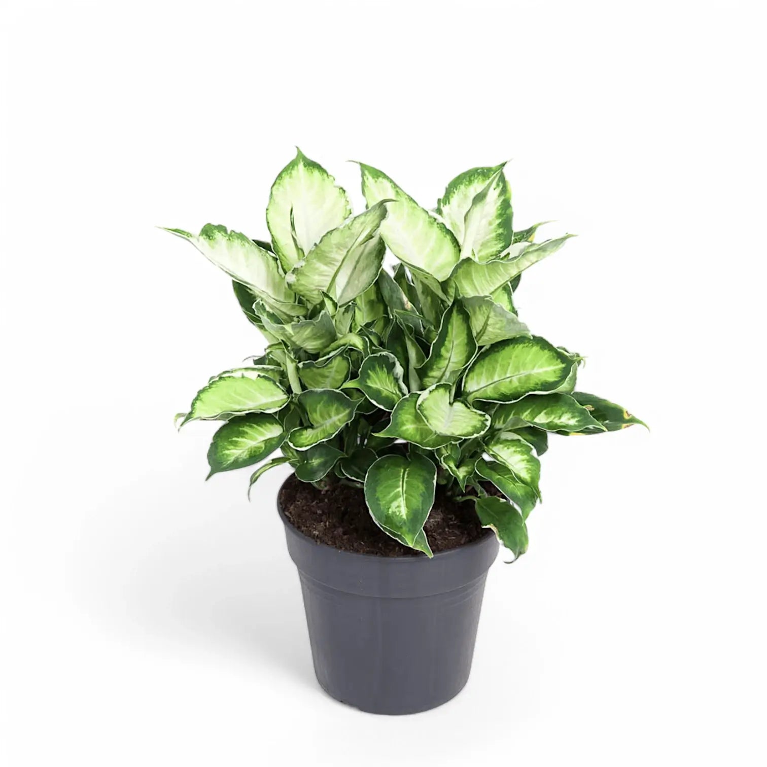 Dieffenbachia seguine 'Cool Beauty' potted houseplant in nursery pot on white background, product photo 2.