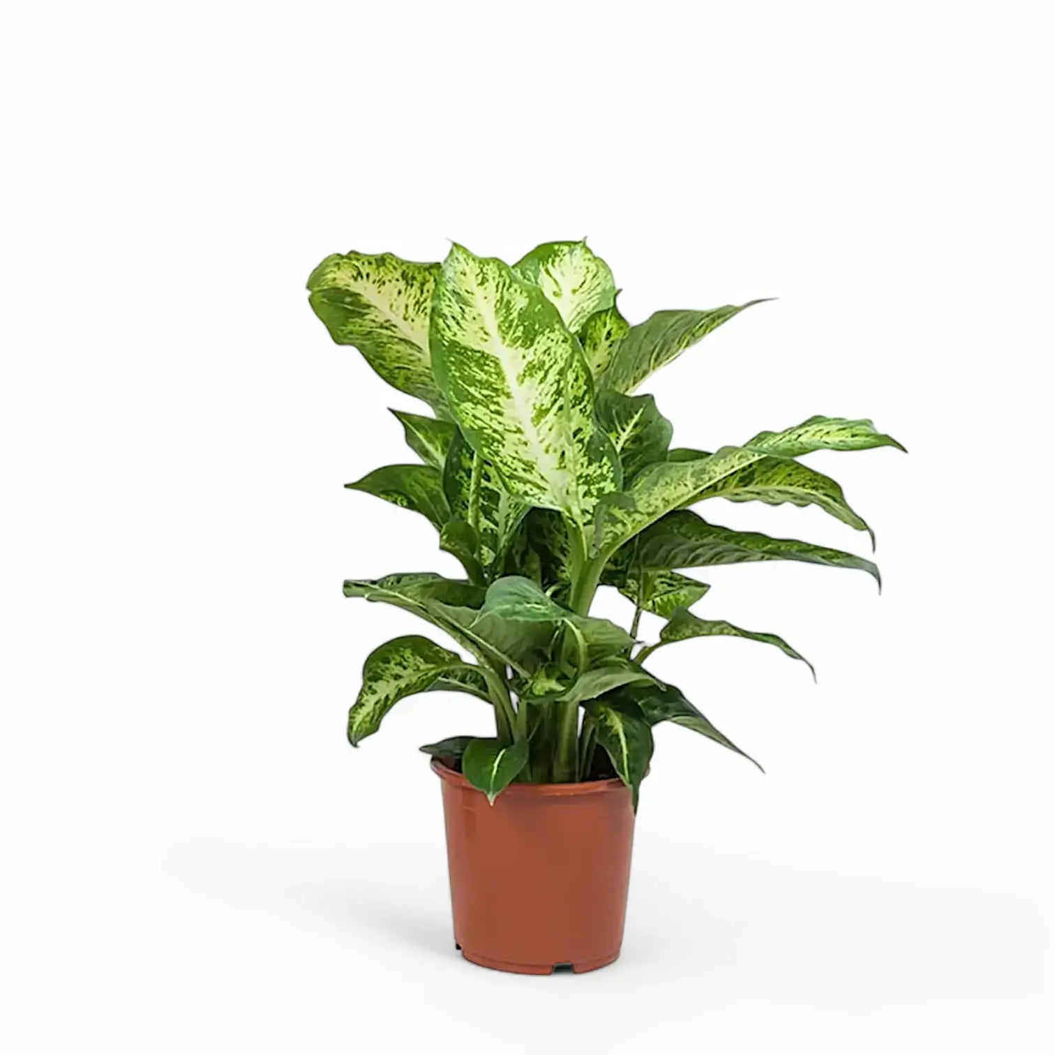 Dieffenbachia seguine 'Mars' potted houseplant in nursery pot on white background, product photo 2.