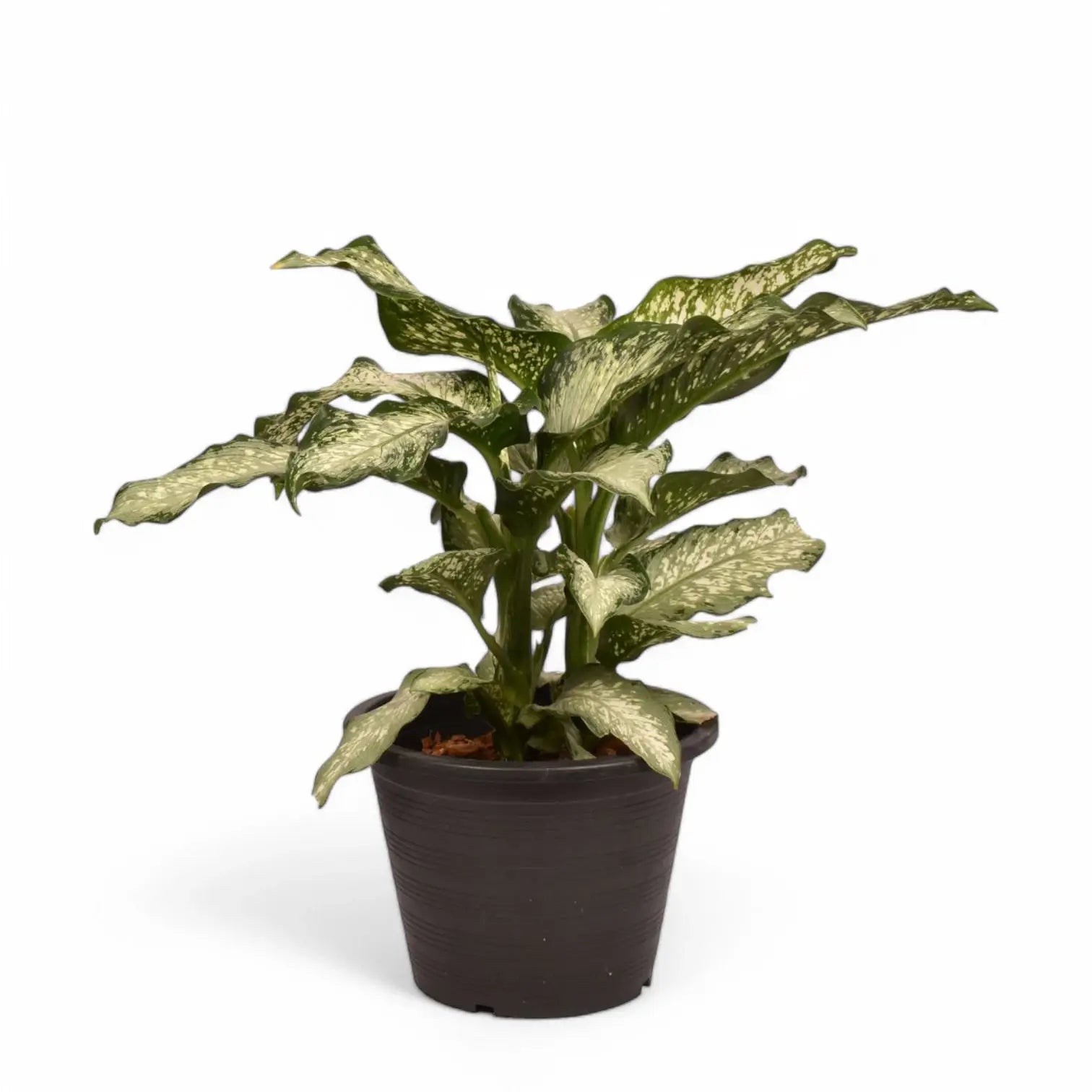 Dieffenbachia seguine 'Tiki' potted houseplant in nursery pot on white background, product photo 3.