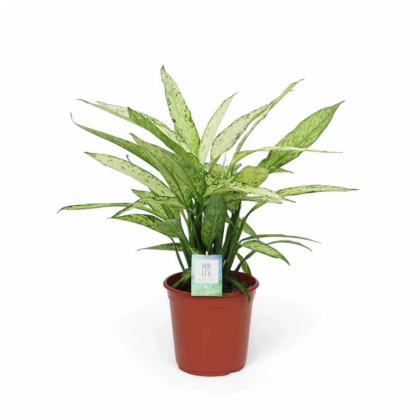 Dieffenbachia seguine 'Vesuvius' potted houseplant in nursery pot on white background, product photo 2.