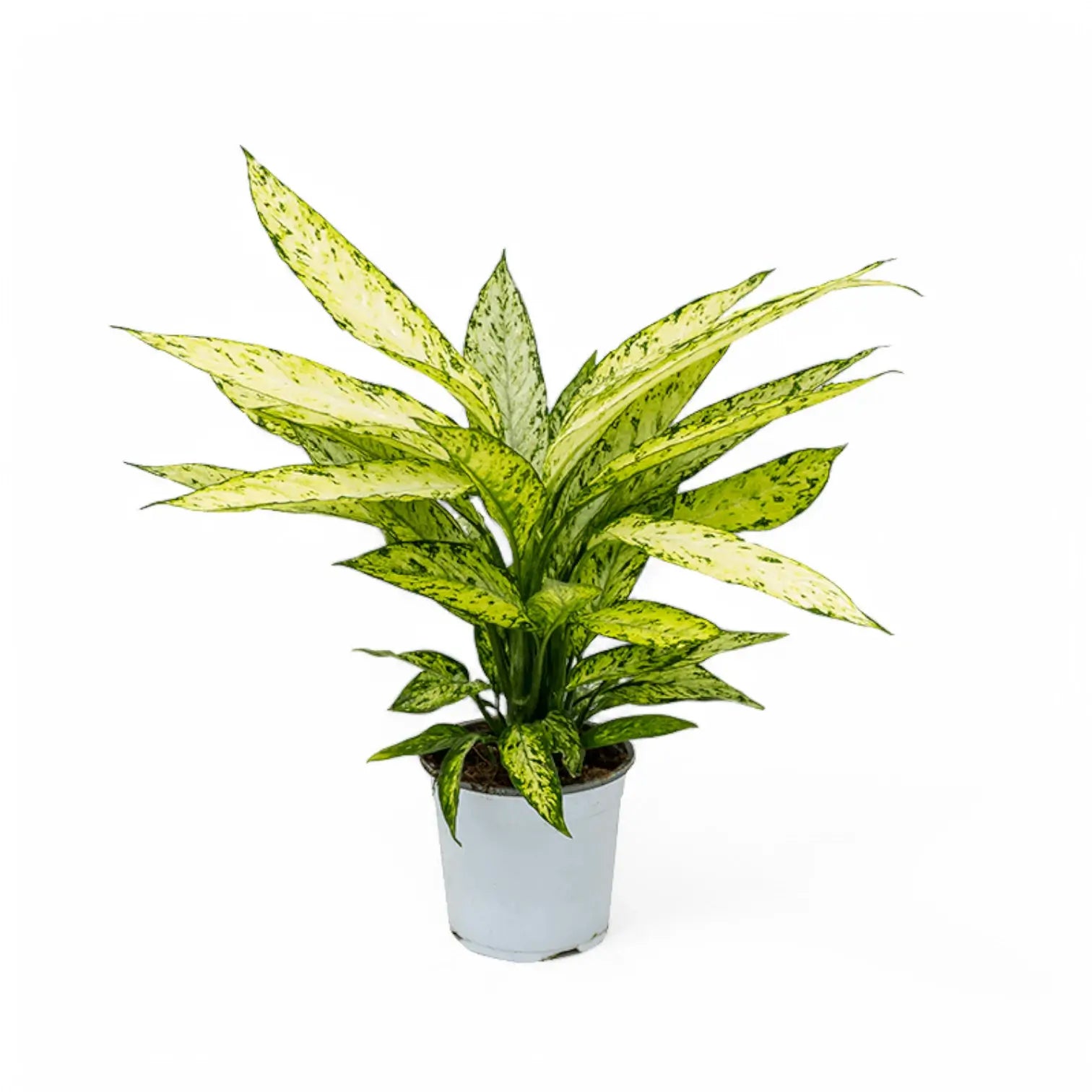 Dieffenbachia seguine 'Vesuvius' potted houseplant in nursery pot on white background, product photo 3.