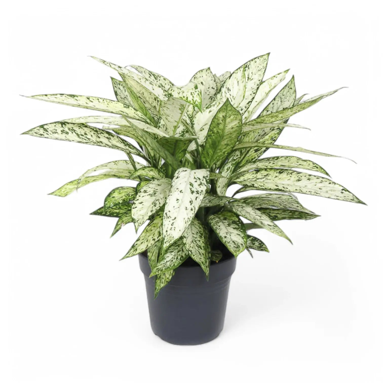 Dieffenbachia seguine 'Vesuvius' potted houseplant in nursery pot on white background, product photo 4.