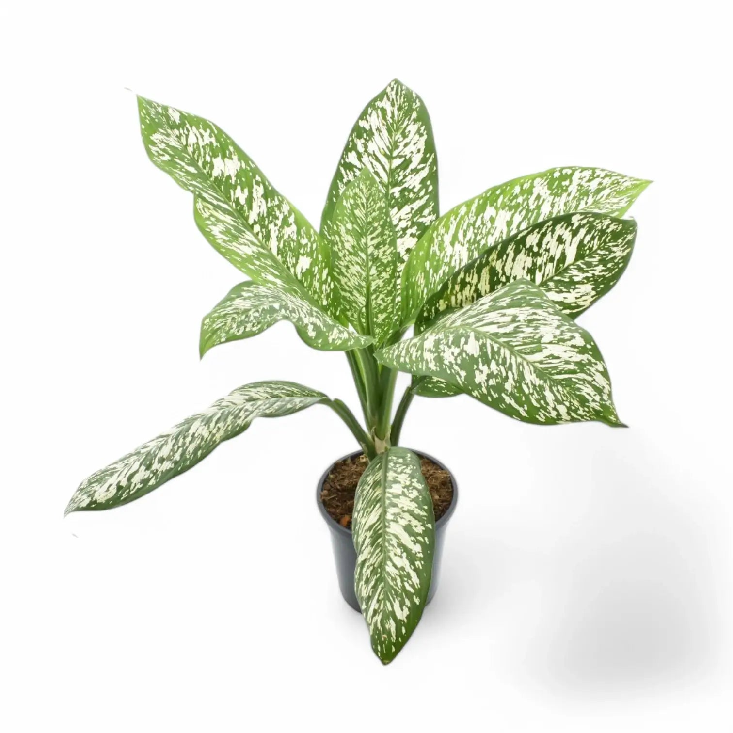 Dieffenbachia seguine 'White Etna' Zimmerpflanze im Anzuchttopf vor weißem Hintergrund, Produktfoto 5.