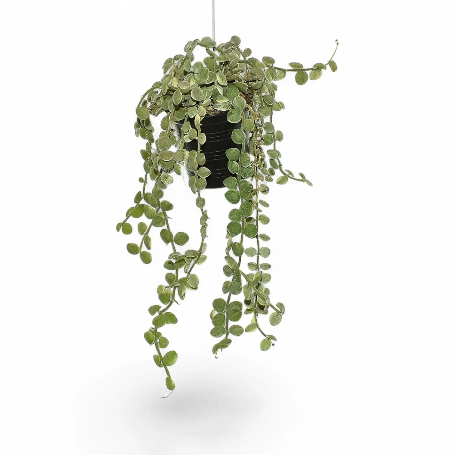 Dischidia nummularia 'Button' Zimmerpflanze im Anzuchttopf vor weiĂźem Hintergrund, Produktfoto 2.