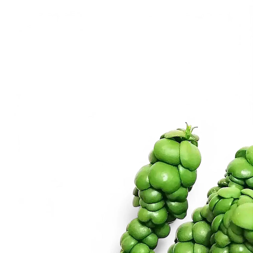 Dischidia nummularia 'Pangolin Kisses' leaf close-up on white background.
