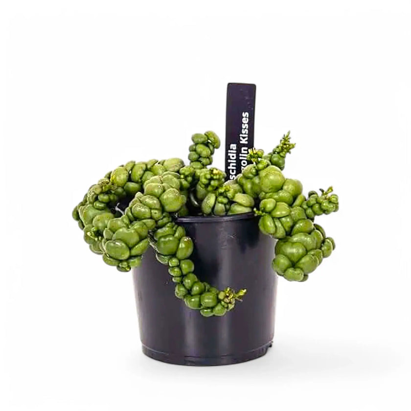 Dischidia nummularia 'Pangolin Kisses' potted houseplant in nursery pot on white background, product photo 2.