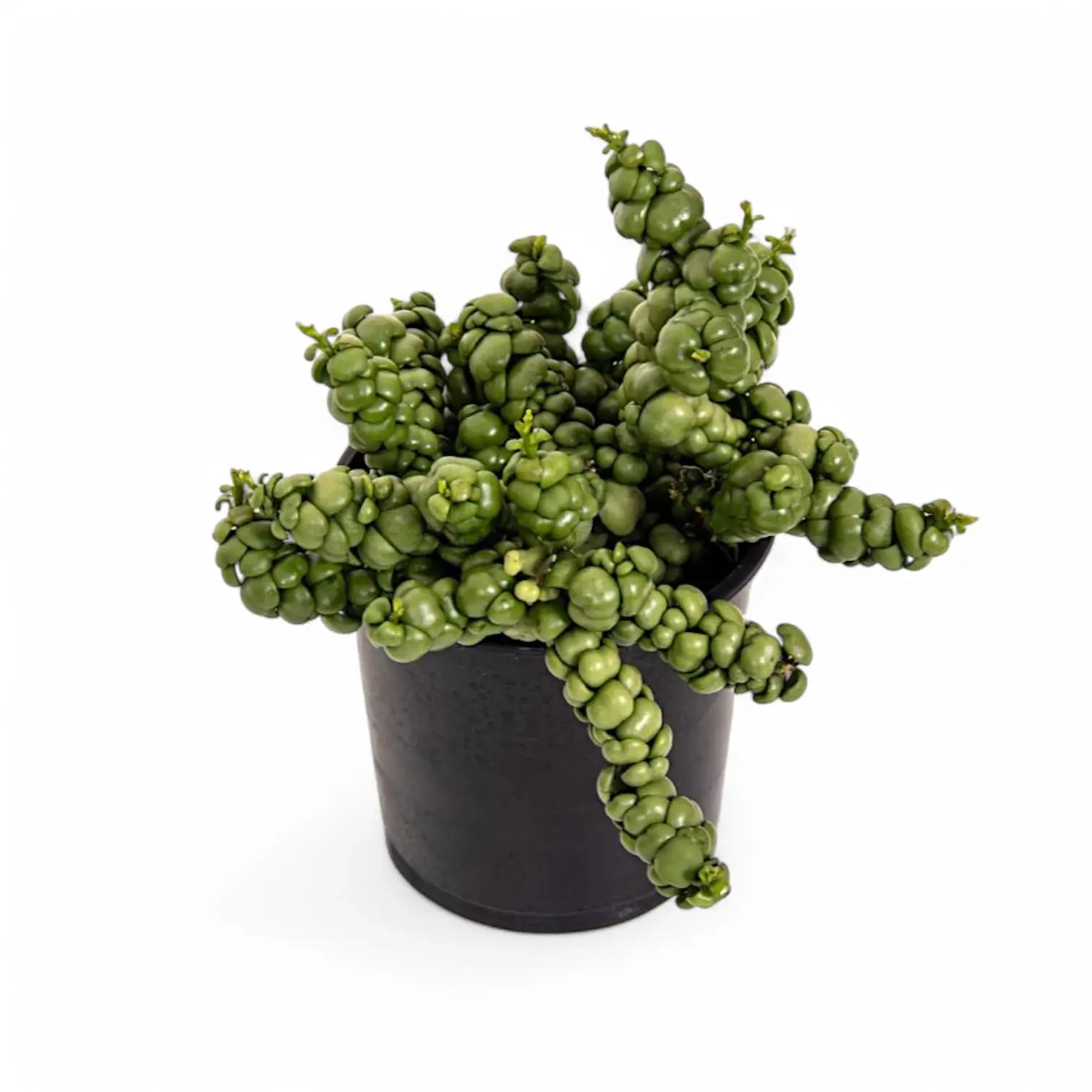 Dischidia nummularia 'Pangolin Kisses' Zimmerpflanze im Anzuchttopf vor weiĂźem Hintergrund, Produktfoto 4.