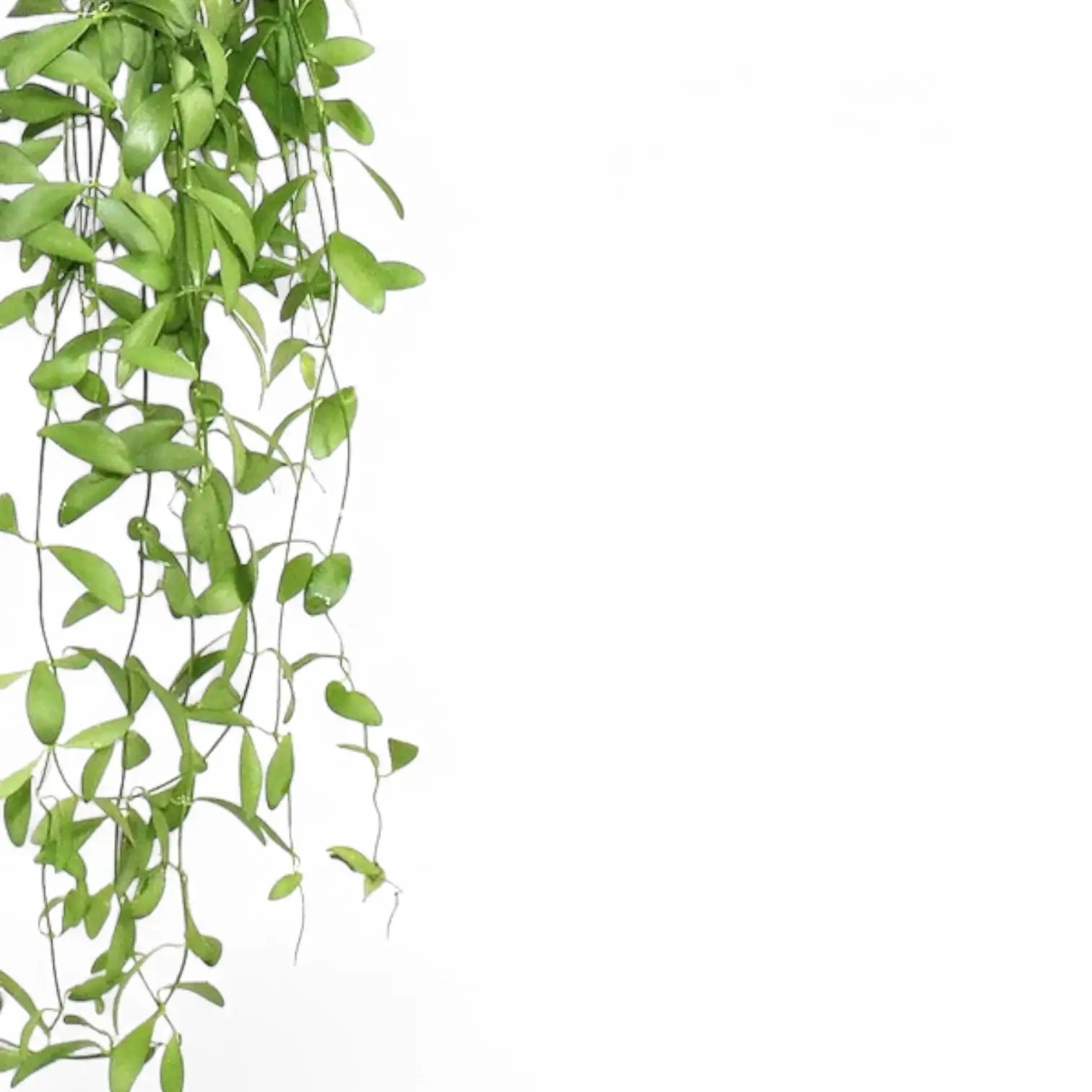 Dischidia oiantha – Blattdetail vor weißem Hintergrund..