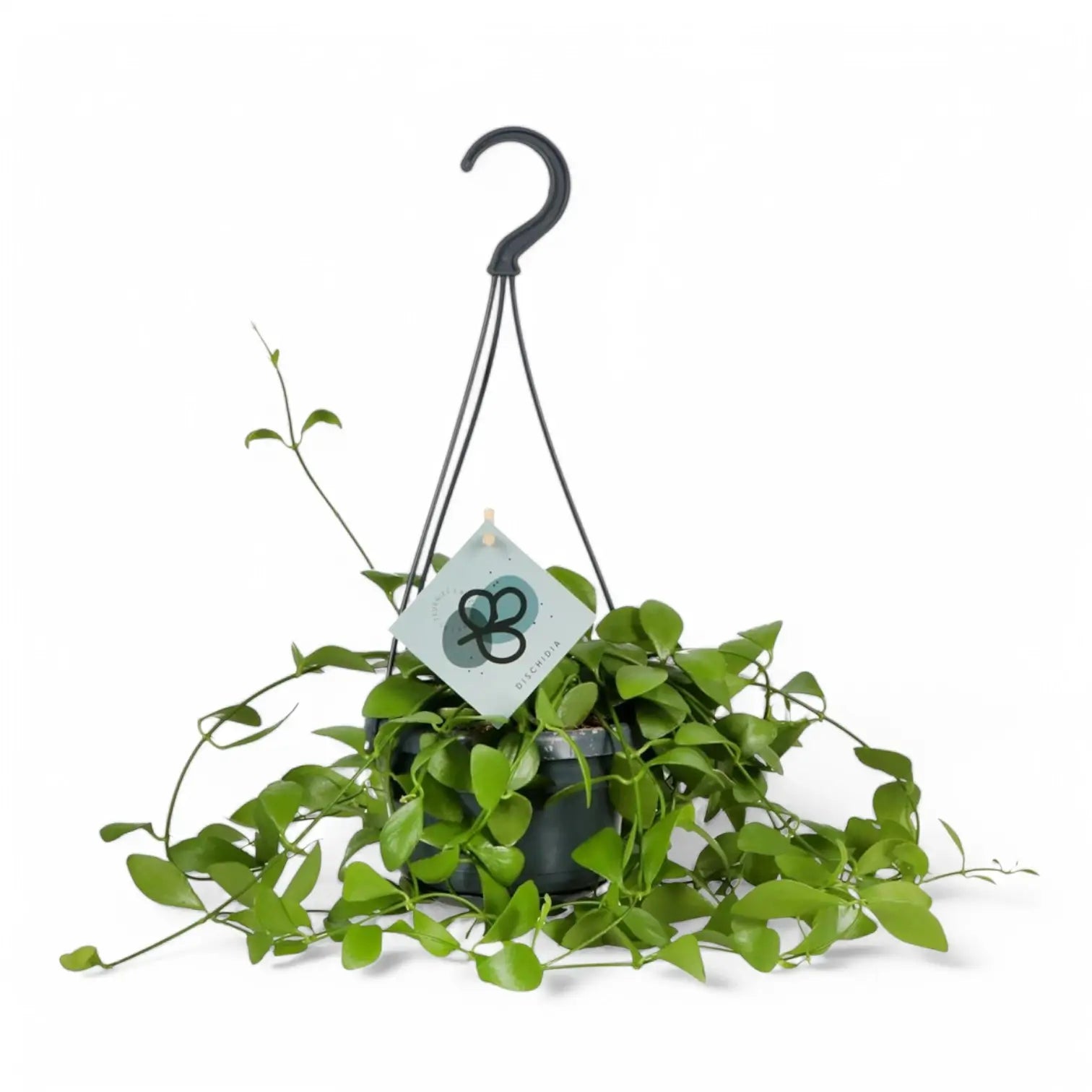 Dischidia oiantha Zimmerpflanze im Anzuchttopf vor weiĂźem Hintergrund, Produktfoto 2.