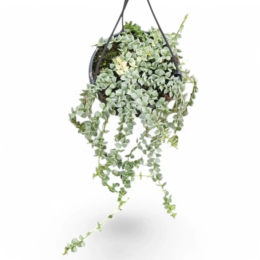 Dischidia ruscifolia variegata potted houseplant in nursery pot on white background, product photo 2.