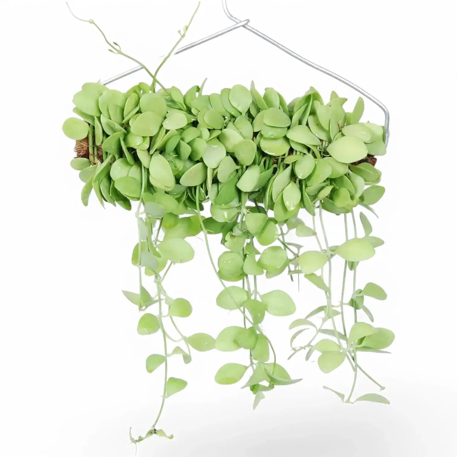 Dischidia sp. Geri D22 aka 'Apple leaf' potted houseplant in nursery pot on white background, product photo 3.