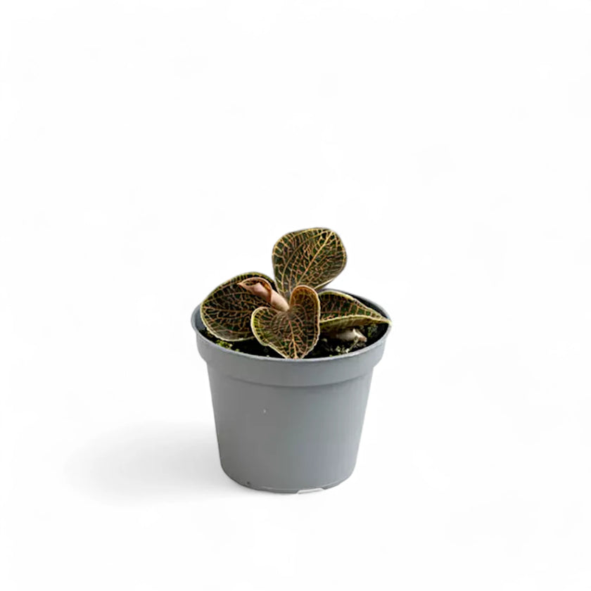 Dossinia marmorata potted houseplant in nursery pot on white background, product photo 2.