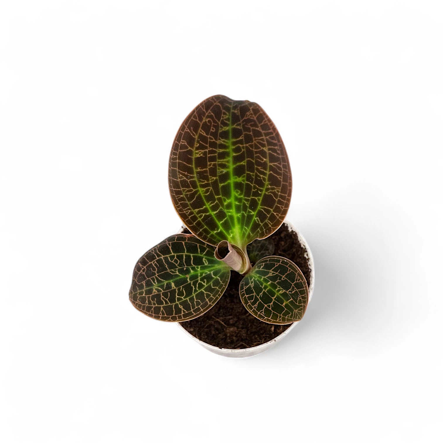 Dossinia marmorata potted houseplant in nursery pot on white background, product photo 3.