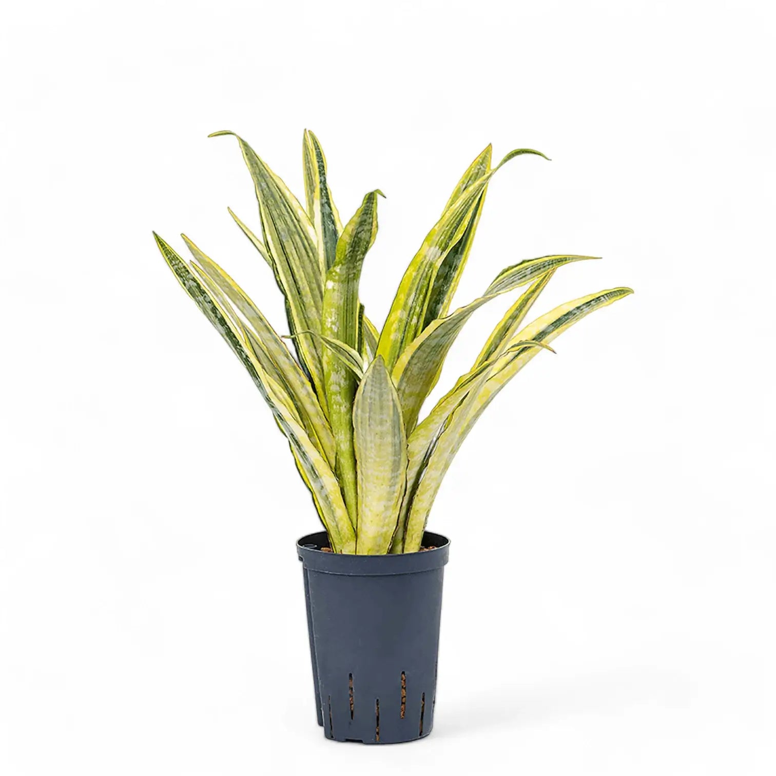 Dracaena (Sansevieria) aubrytiana 'Lauren' potted houseplant in nursery pot on white background, product photo 4.